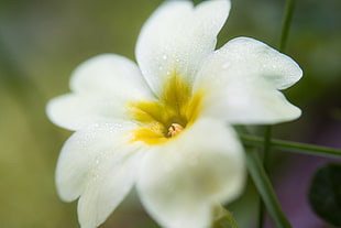 white and yellow petaled flower in close up photography