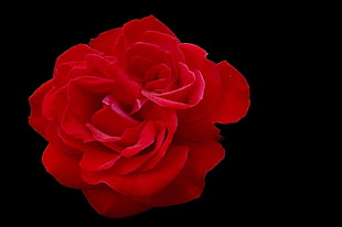 red Rose