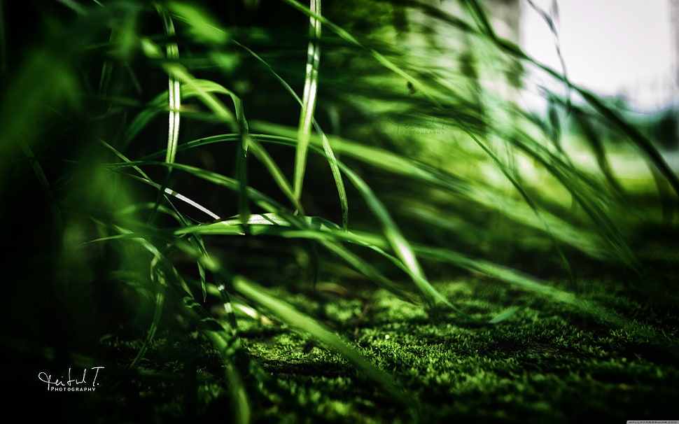 green grass, forest HD wallpaper