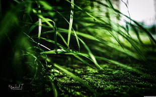 green grass, forest