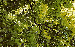 green leaves HD wallpaper