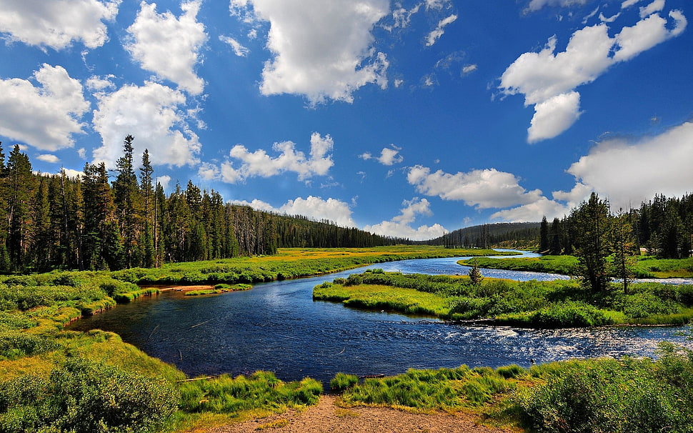 green leaf trees and grass near river HD wallpaper