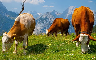 three brown-and-white cows in grass field during daytime