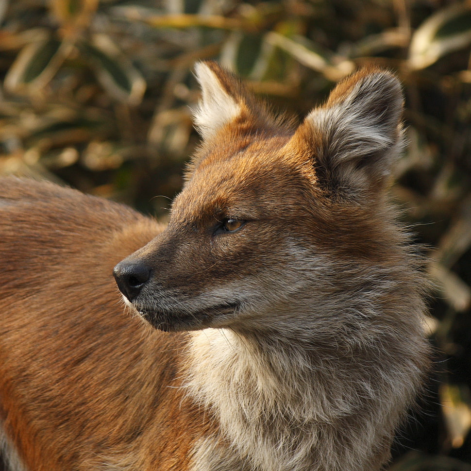 brown and white fox closeup photography, dhole HD wallpaper