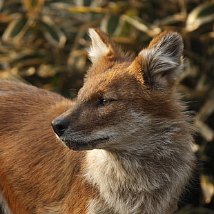 brown and white fox closeup photography, dhole