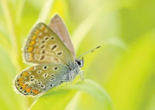 selective focus photography of green and yellow Butterfly on green leaf