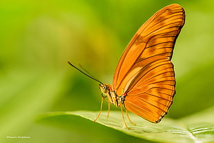 orange butterfly perched on green leaf in shallow depth of field photography, dryas, mariposa