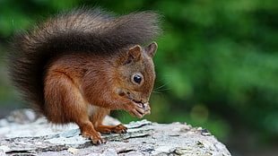 brown squirrel standing on brown wood