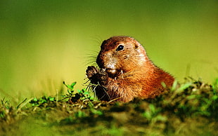 brown beaver in macro shot