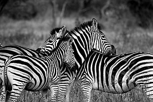 herd of Zebra animals grayscale photography