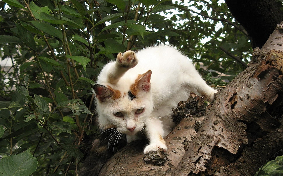 white cat on brown tree during day time HD wallpaper