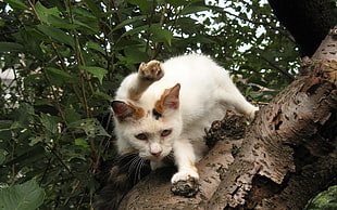 white cat on brown tree during day time
