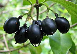 bunch of oval black fruits, alyxia stellata HD wallpaper