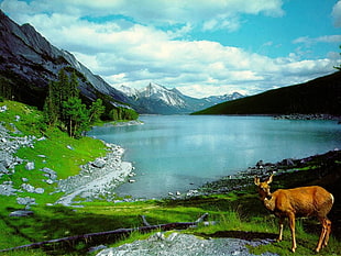 deer on grass lawn near lake surrounded by mountain under blue and white cloudy sky during daylight