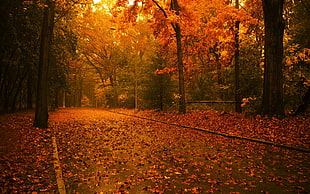 dried leaves on road HD wallpaper
