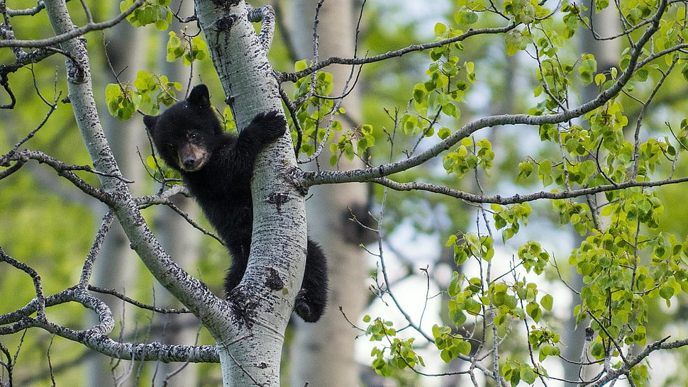 black bear, nature, animals, landscape, bears HD wallpaper