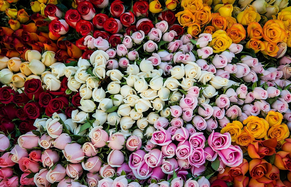 assorted color flowers HD wallpaper