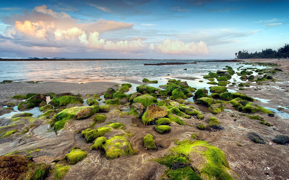seashore with mossy stones HD wallpaper