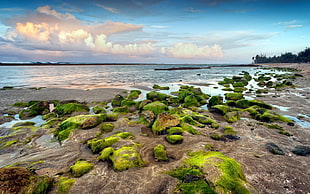 seashore with mossy stones HD wallpaper