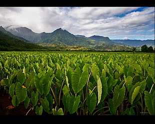 Taro plant near green mountain under white clouds during day time