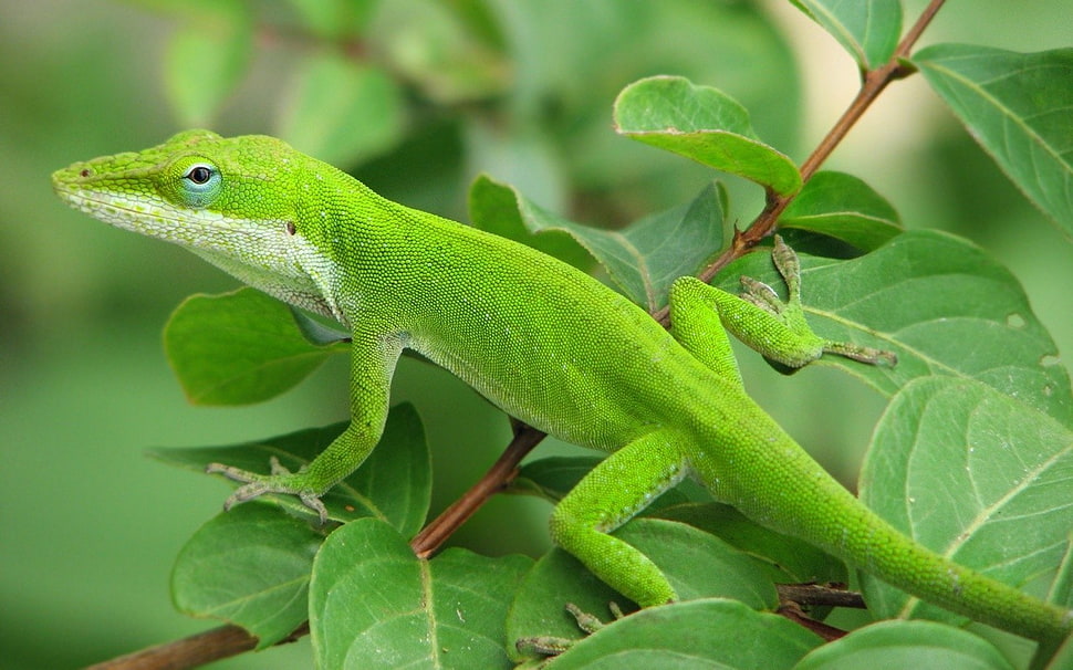 green lizard, trees, green, gex, lizards HD wallpaper