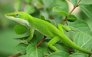 green lizard, trees, green, gex, lizards