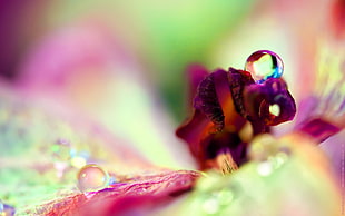Flower,  Drop,  Dew,  Petals HD wallpaper
