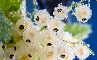 macro photography of fish eggs