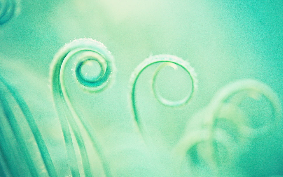 macro photography of leaf HD wallpaper