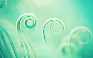 macro photography of leaf