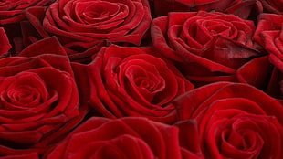 red Rose flower bouquet HD wallpaper