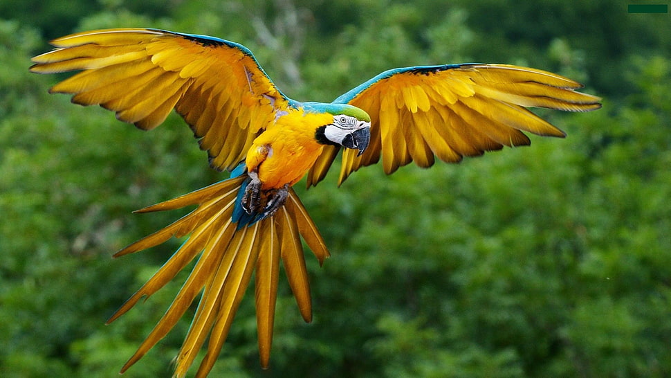 yellow macaw, animals, macaws, birds, parrot HD wallpaper