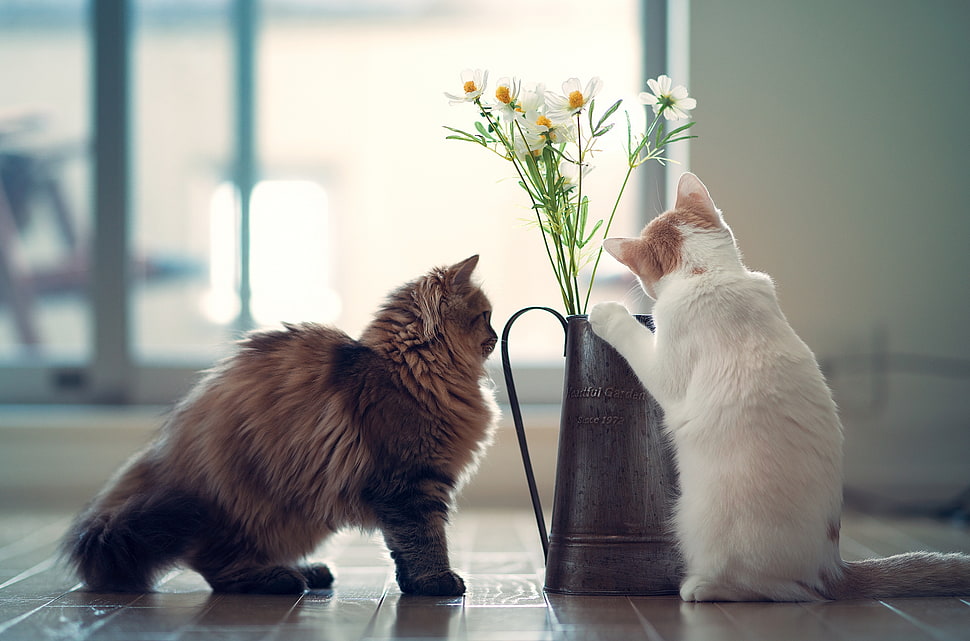two long-coated brown and white cats HD wallpaper