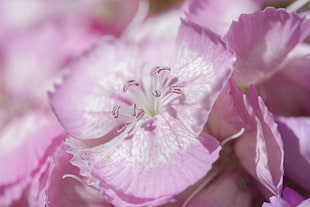 micro photo of pink-and-white petaled flower