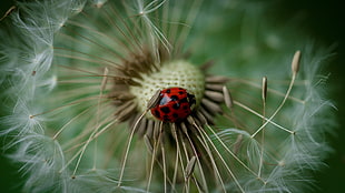 dandelion flower and lady bug