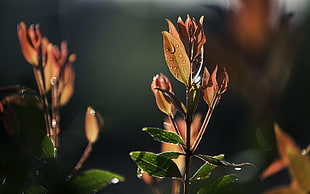macro photography of brown leaf