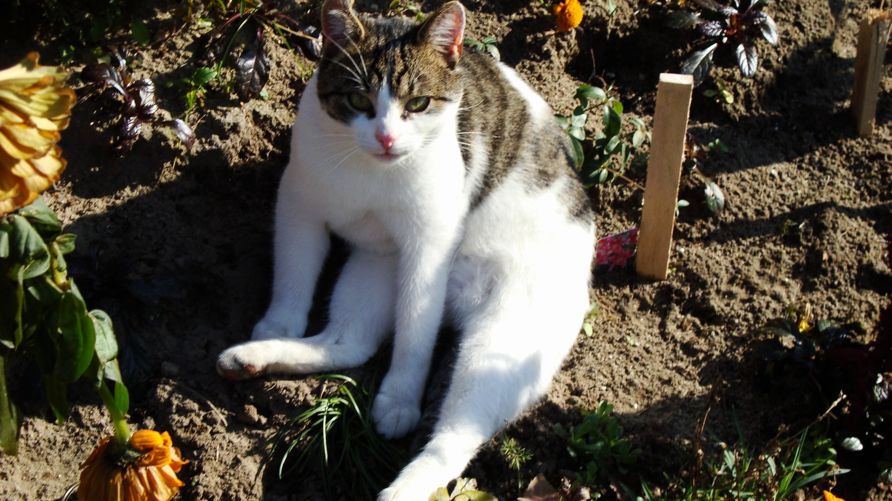 white and brown cat, cat, animals