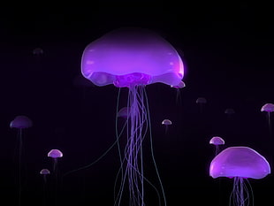 purple jelly fish lot, Medusa, jellyfish