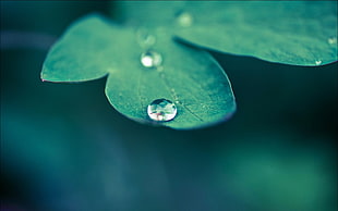 closeup photography of water drop on green leaf