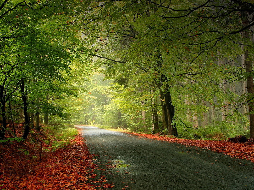 green trees and road way HD wallpaper