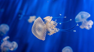 underwater photo of white and beige jelly fish