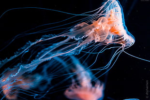 time-lapse photography of jelly fish