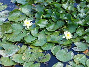two white Lotus flowers at Lily pads HD wallpaper