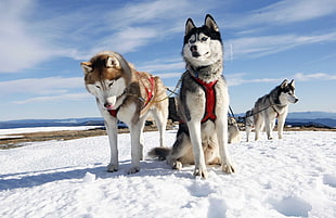 Three Siberian Huskies on snow field