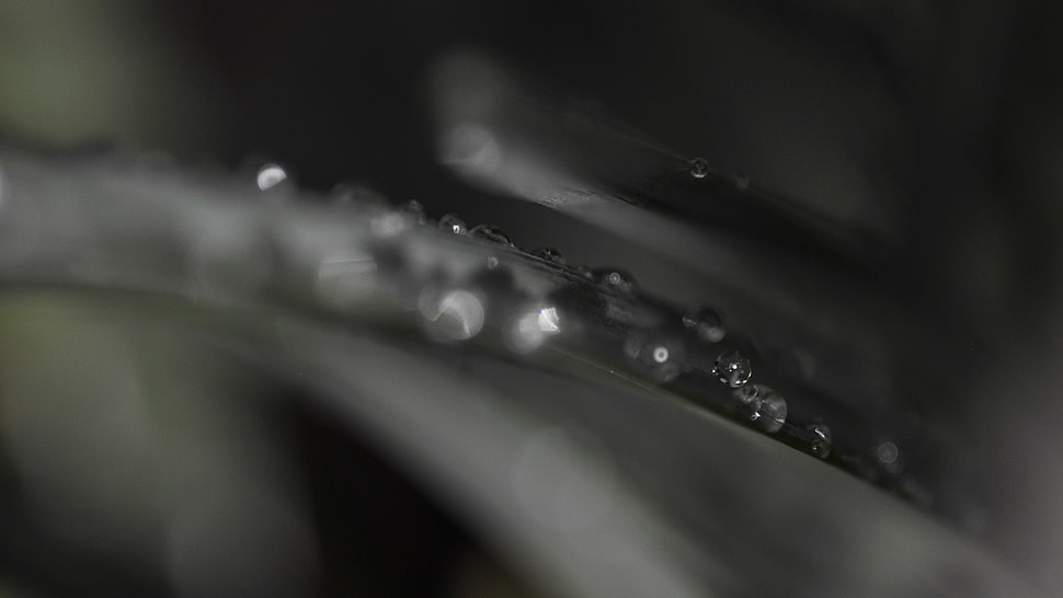 water drops, macro, photography, leaves HD wallpaper