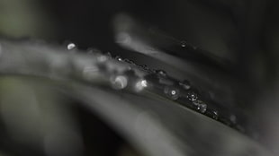 water drops, macro, photography, leaves