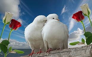 two white pigeons on tree brance HD wallpaper
