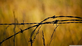 black and brown tree branch, closeup, barbed wire, bokeh
