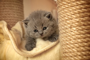 grey fur kitten in yellow textile