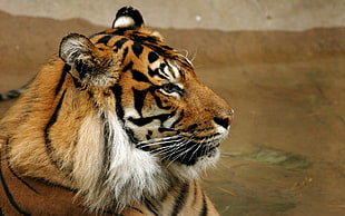 tiger side view photo HD wallpaper